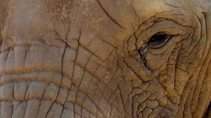 Fotografía de archivo fechada el 18 de agosto de 2018 y facilitada este miércoles, que muestra a la elefanta africana Lammie en el zoo Joburg de Johannnesburgo, Sudáfrica. EFE