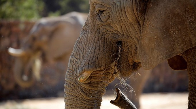 Campaña para liberar a Lammie, el último elefante del zoo de Johannesburgo