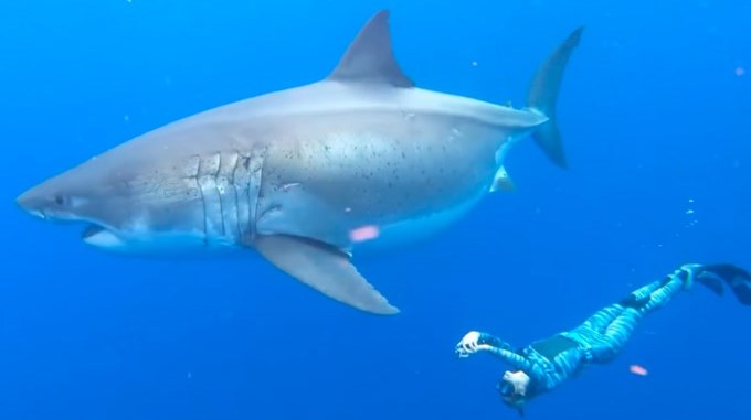 FOTOS: El encuentro de una buceadora con Deep Blue, el tiburón blanco más grande
