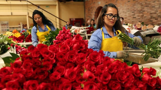 Desde Colombia se exportará 600 millones de flores a EE.UU. para San Valentín 1 exportacion flores colombia estados unidos san valentin