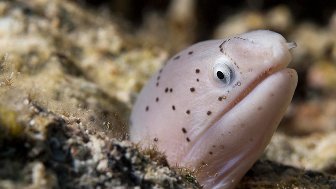 Fauna drogada y anguilas “hiperactivas” por fuerte concentración de cocaína en el río Támesis