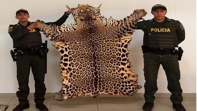 Acciones contra el tráfico de fauna en Vichada. Capturados con huevos de tortuga y piel de tigrillo incautada