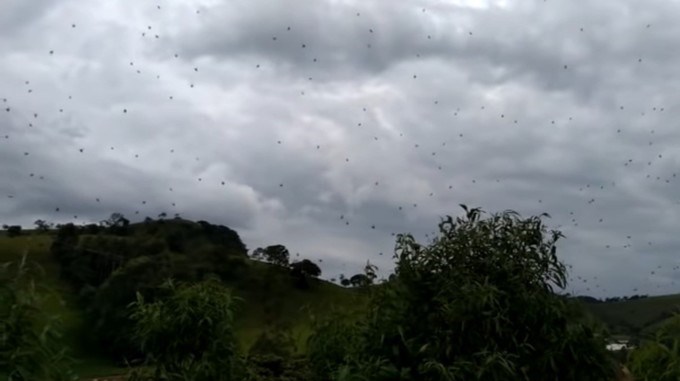 FOTOS: Las sorprendentes imágenes de la ”lluvia de arañas” en Brasil