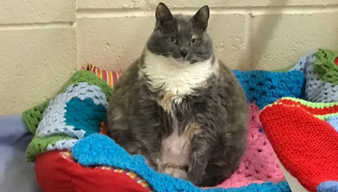 La gata Mitzi en sus épocas de mayor peso / woodsidesanctuary.org.uk