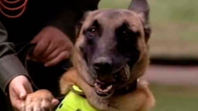 Noticia sobre el perro antiexplosivos muerto en el carro bomba de Bogotá es falsa