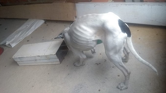 Así fue el rescate de un perrito que fue abandonado en una vivienda deshabitada en Bogotá