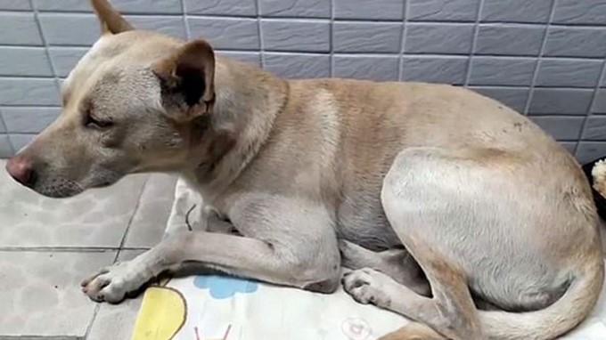 (Foto: Facebook @MonteWu)