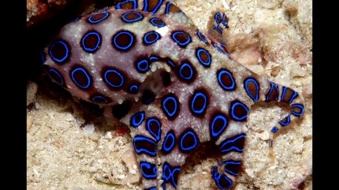 VIDEO: Turista toma en sus manos a uno de los animales más venenosos del mundo