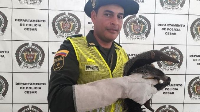 Un oso hormiguero y una garza fueron rescatados cuando eran comercializadas en una vía del Cesar