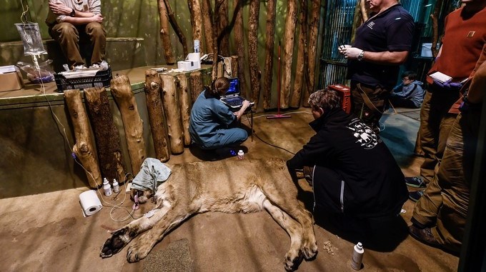 VIDEO: La leona Ginni, esperanza de la subespecie asiática amenazada de extinción