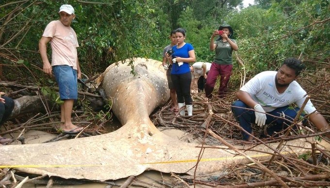 Muy lejos del agua encontraron una ballena muerta en Brasil