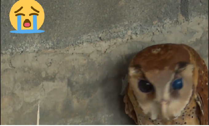 EN VIDEO. Para sacarse selfies expusieron tanto a un búho al sol que quedó ciego