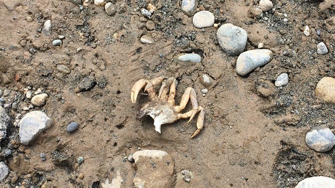 El equipo que investiga los daños ambientales ocasionados por Hidroituango