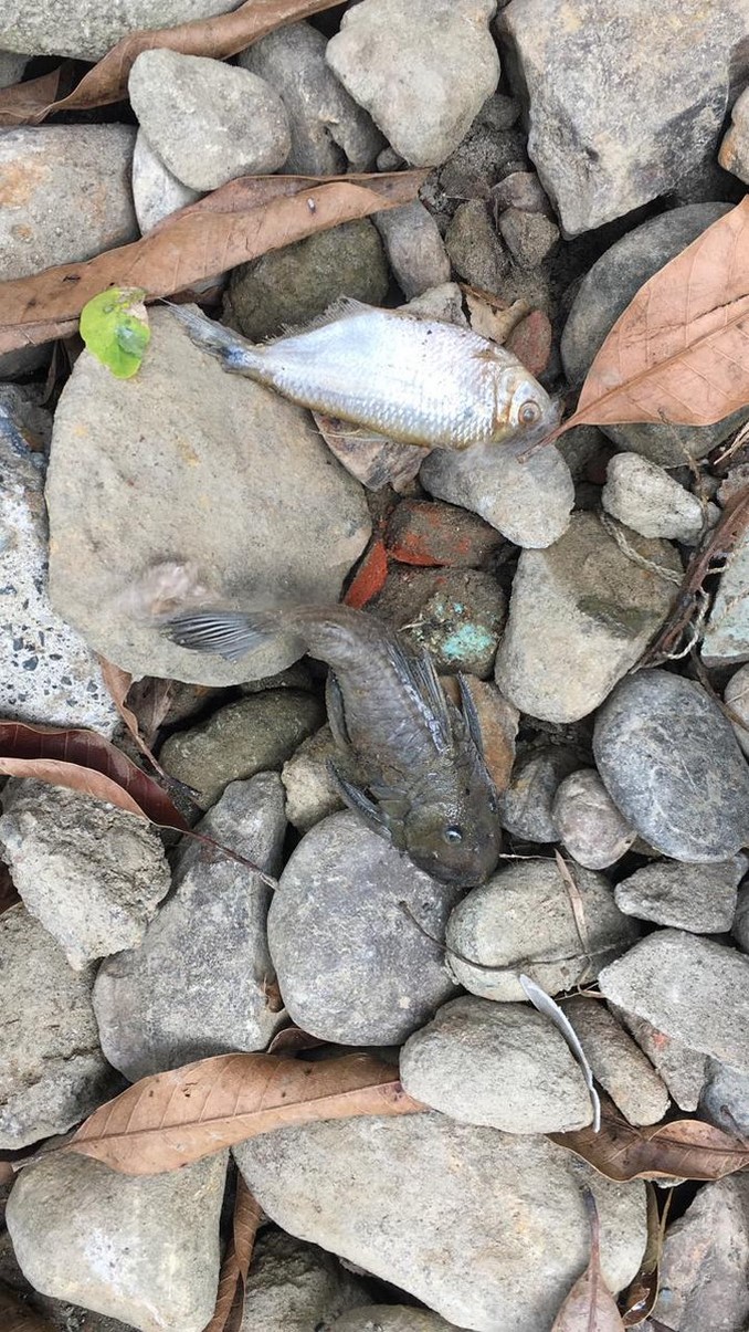 El equipo que investiga los daños ambientales ocasionados por Hidroituango