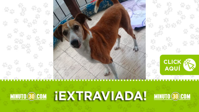 Buscan a 'La Monita'. Se perdió en el corregimiento San Cristóbal