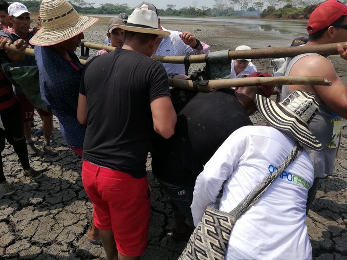 Rescataron a cuatro manatíes que quedaron atrapados por los bajos niveles de ciénaga en Cesar