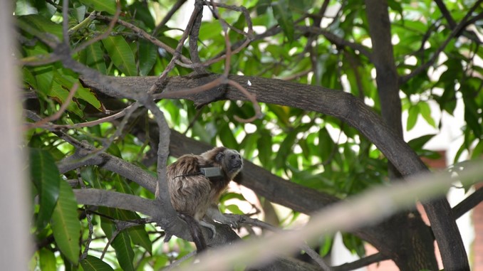 FOTOS: En convenio con la Universidad de Antioquia, la Fuerza Aérea apadrina al mono tití gris