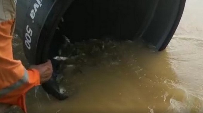 EN VIDEO: Así fue el rescate de los peces en la zona de Proyecto Ituango