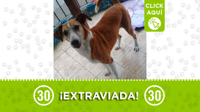 Buscan a 'La Monita'. Se perdió en el corregimiento San Cristóbal