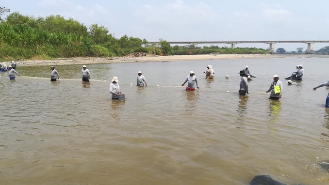 Rescate peces Caucasia