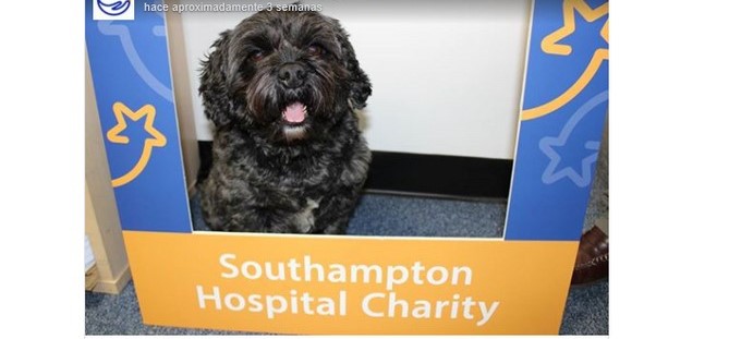 FOTO: Su perro ladró y logró despertarlo del coma inducido