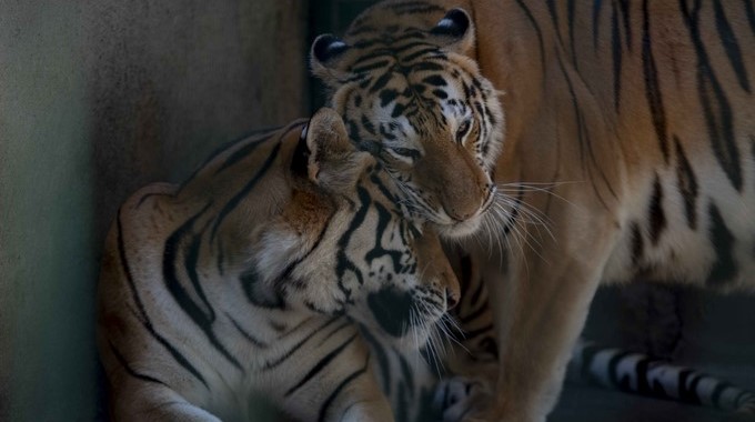 El último bastión costero del tigre de bengala amenazado por cambio climático