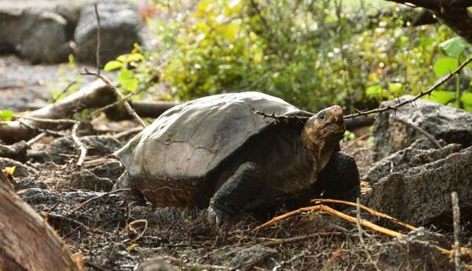 ¡Hay esperanza! Encuentran en Galápagos una tortuga gigante que no se veía hacía más de 100 años