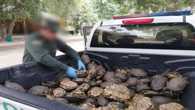 Capturaron a un hombre en Córdoba con 162 hicoteas