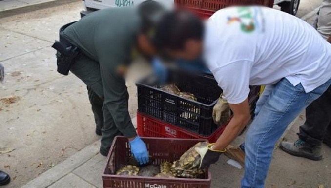 Capturaron a un hombre en Córdoba con 162 hicoteas