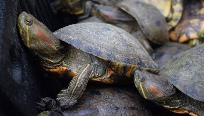 Capturaron a un hombre en Córdoba con 162 hicoteas