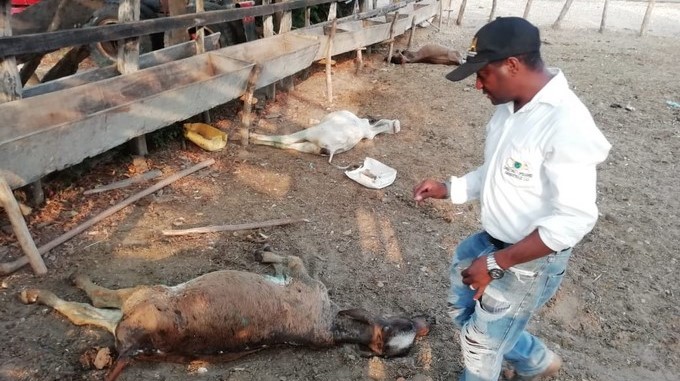 Autoridades investigan la misteriosa muerte de 50 reses en varias poblaciones del Atlántico