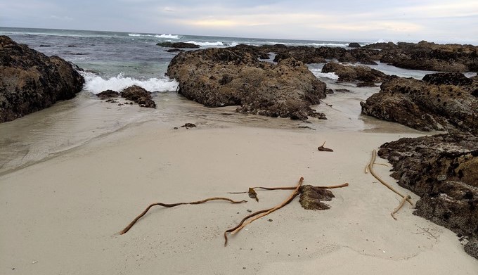 La falta de oxígeno está arrasando la vida marina