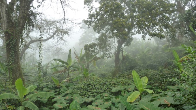 La ONU llama a “amar” los bosques como un primer paso para protegerlos