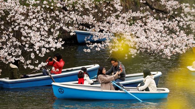 EN FOTOS: Las calles de Tokio se llenan para celebrar la plena floración de los cerezos