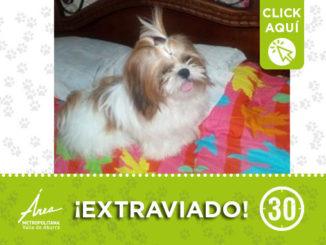 A "Doby" lo están buscando por Aranjuez, ¿lo ha visto? 1 desta51