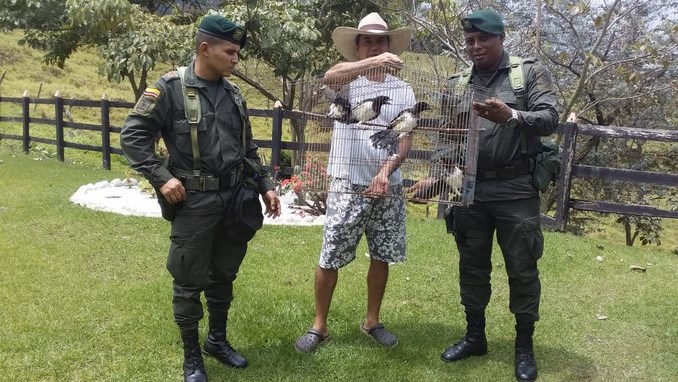 FOTOS: En Bello las autoridades recuperaron diez especies de fauna silvestre 1 En Bello, Antioquia, las autoridades recuperaron diez especies de fauna silvestre