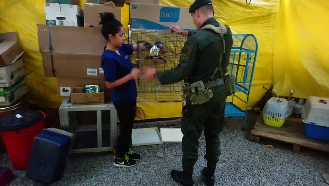 FOTOS: En Bello las autoridades recuperaron diez especies de fauna silvestre 3 En Bello, Antioquia, las autoridades recuperaron diez especies de fauna silvestre