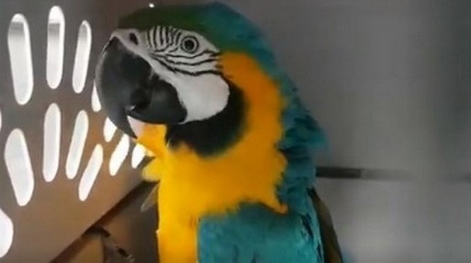 VIDEO: 11 especies de fauna silvestre fueron entregadas por la comunidad en Girardota