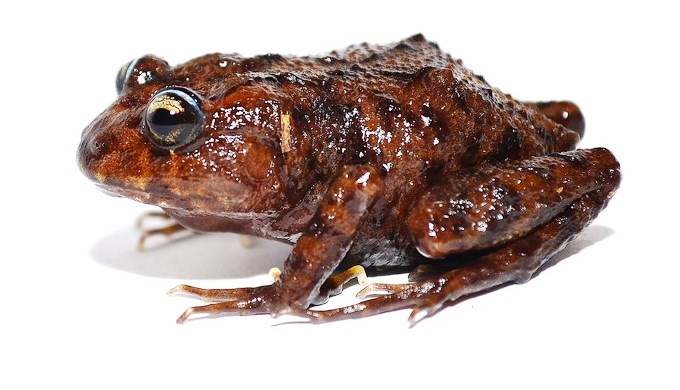 Hallada una nueva especie de anfibio en Ecuador