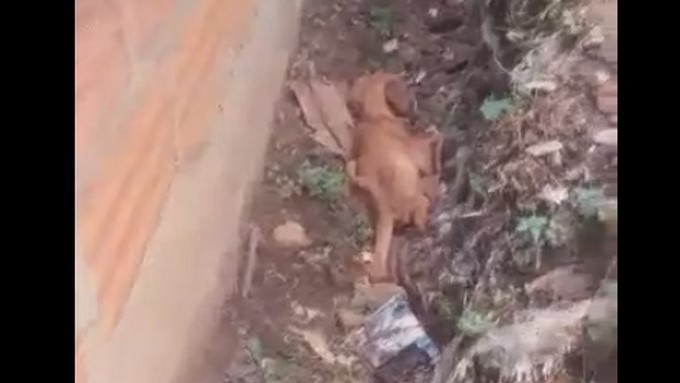 EN VIDEO: Denuncian que a un perrito le dieron vidrio molido en Bello 1 perro