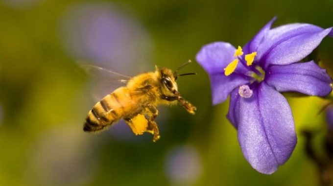 Con la campaña ‘Beesexual’ un reconocido sitio porno busca salvar a las abejas en todo el mundo