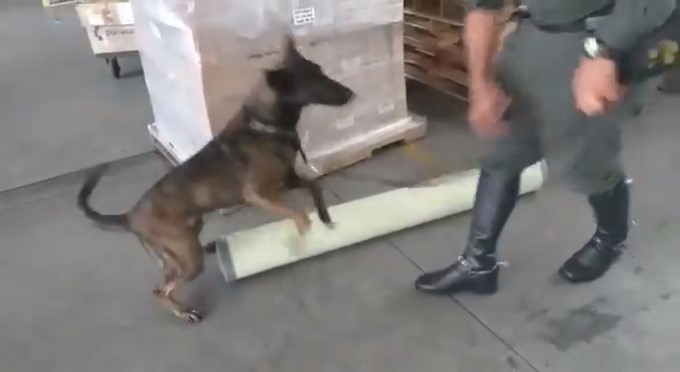 EN VIDEO: Con el agudo olfato de este perro, la Policía encontró 15.000 gramos de marihuana en tubos de PVC 1 Perro encuentra droga dentro de tubos en Medellin