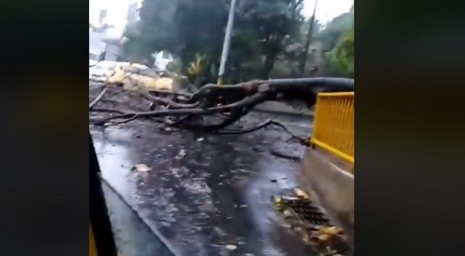 Vídeo. Caída de árbol afecta movilidad en sector Patio Bonito