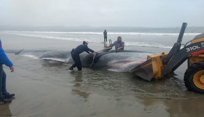 Muere ballena varada en una playa pese a las seis horas en intentos por salvarla