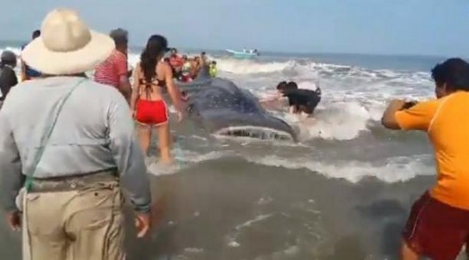 VIDEO: ¡Héroes! Varios pescadores devolvieron al mar a un tiburón ballena que había encallado