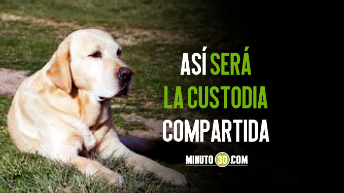 Por primera vez en Colombia un comisario de familia resuelve "patria potestad" de un perrito en medio de un divorcio 3 custodia