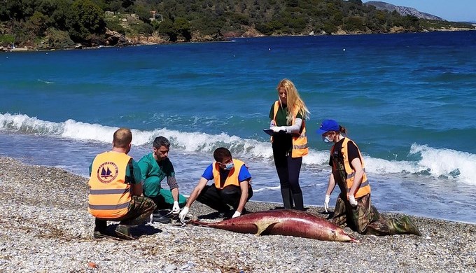 Tras maniobras militares en el mar Egeo, quince delfines aparecieron muertos