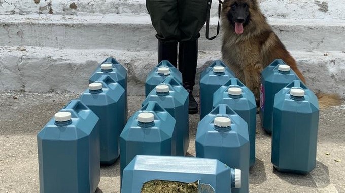 Incautaron en Medellín 70 kilos de marihuana proveniente de Cali 1 en Medell%C3%ADn 70 kilo de marihuana provenientes de Cali