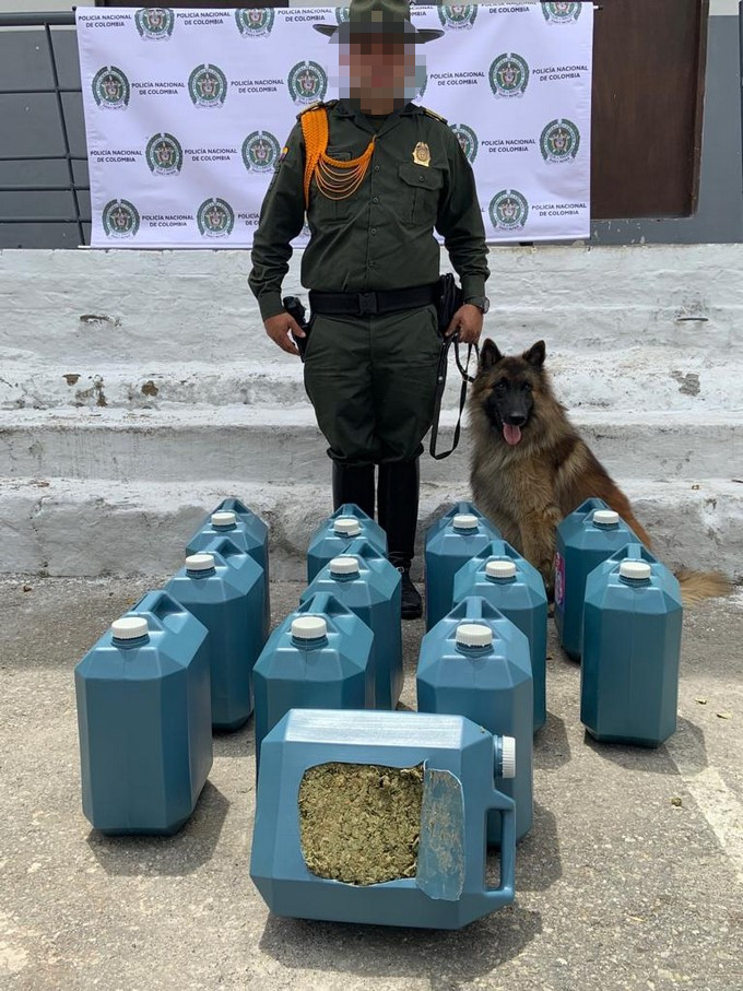 Incautaron en Medellín 70 kilos de marihuana proveniente de Cali 3 en Medell%C3%ADn 70 kilo de marihuana provenientes de Cali1