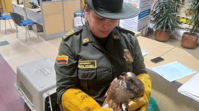 Gavilán herido fue rescatado por la Policía en Santa Rosa de Osos